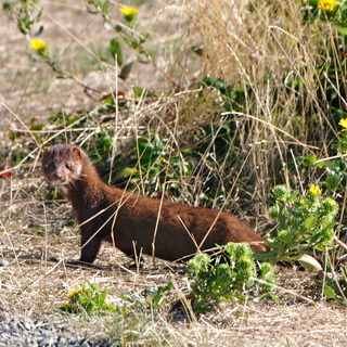 Victoria - Fort Hill and Fishgard Lighthouse - Mink